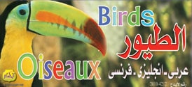  Educational cards: birds 